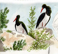 Black Stork