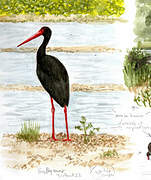 Black Stork