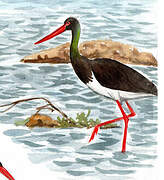 Black Stork