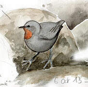 Rufous-throated Dipper