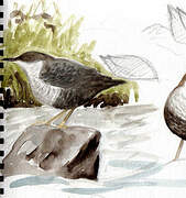 White-throated Dipper