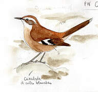 White-winged Cinclodes