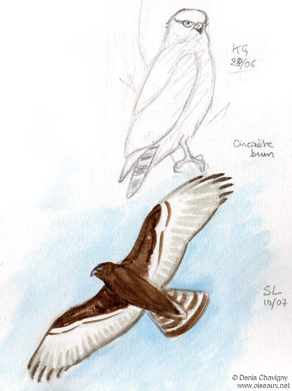 Brown Snake Eagle, Flight