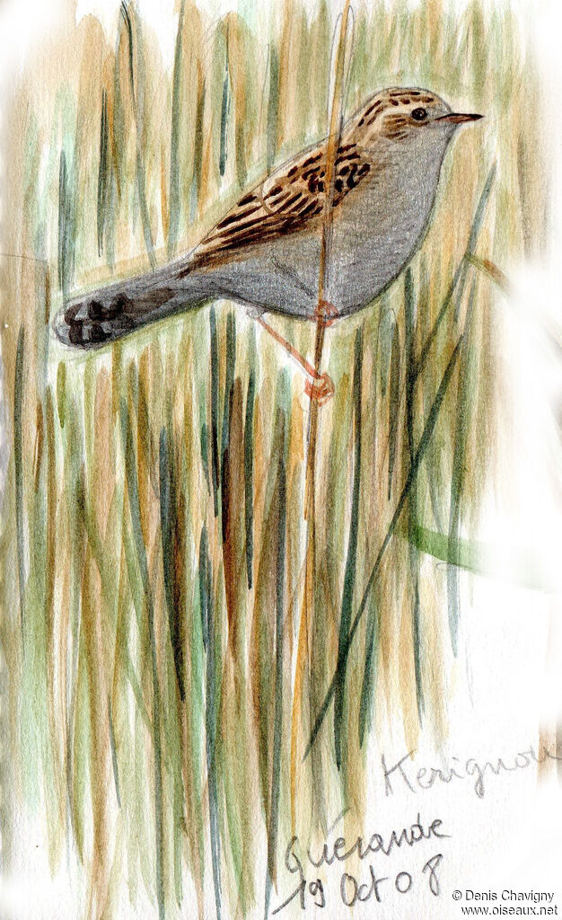 Zitting Cisticola, habitat