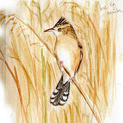 Zitting Cisticola