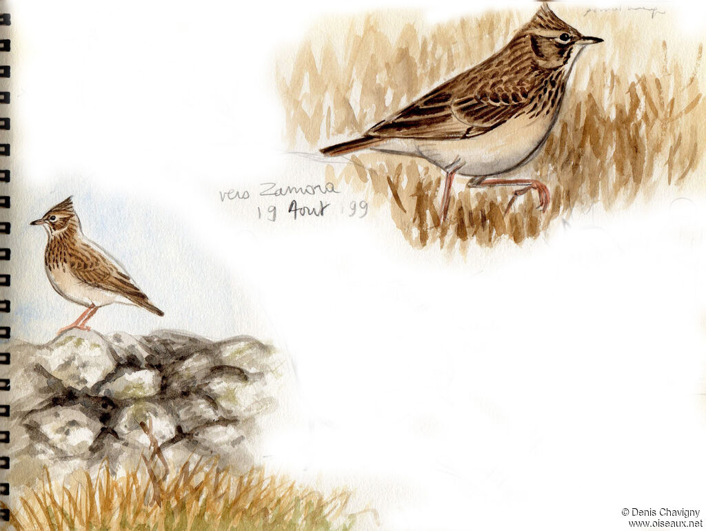 Thekla's Lark, habitat