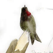 Ruby-throated Hummingbird