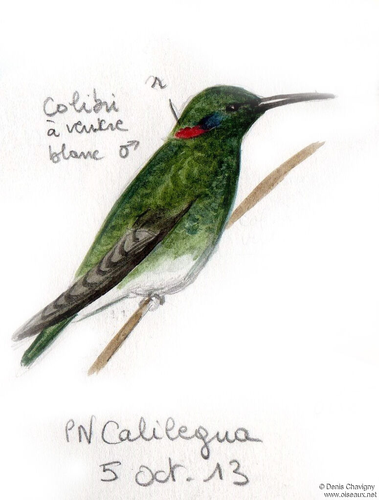 White-vented Violetear male, identification