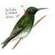 White-vented Violetear