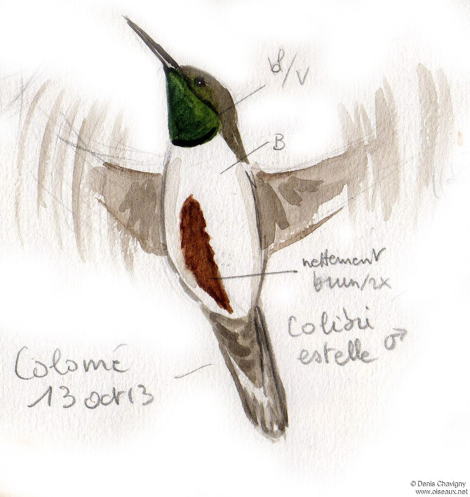 Andean Hillstar male, flight
