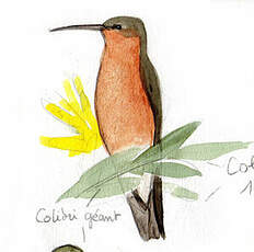 Colibri géant