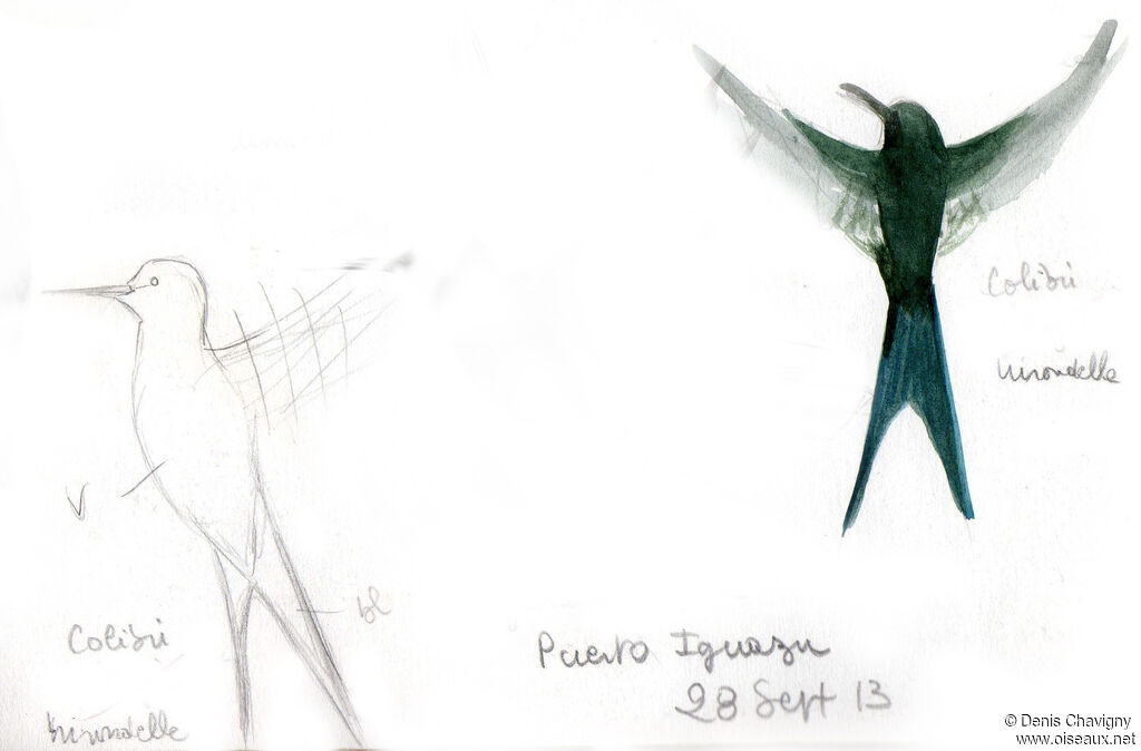 Swallow-tailed Hummingbird, Flight