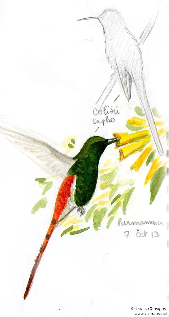 Colibri sapho mâle, mange