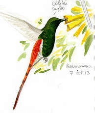 Colibri sapho