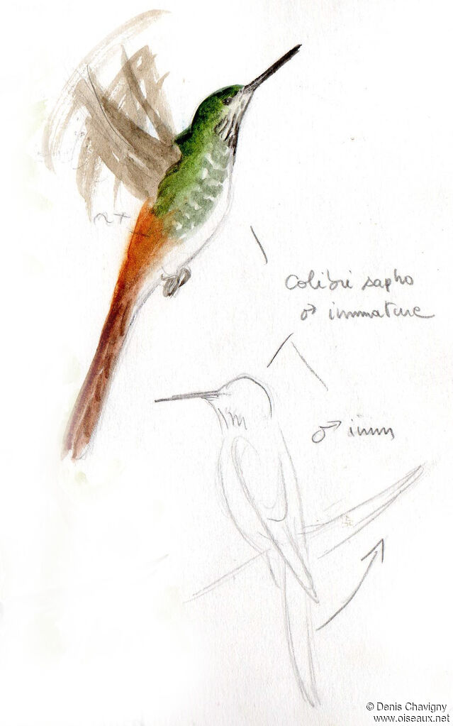 Colibri saphoimmature, Vol