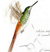 Colibri sapho