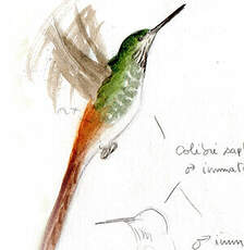 Colibri sapho