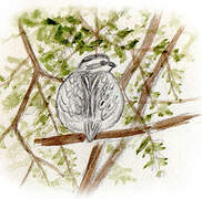 Northern Bobwhite