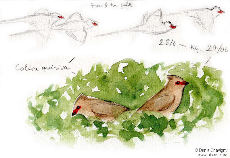 Red-faced Mousebird, habitat