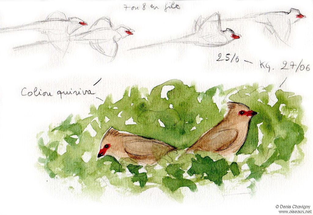 Red-faced Mousebird, habitat