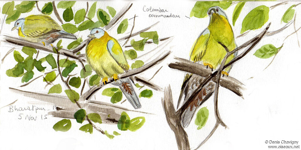 Yellow-footed Green Pigeon