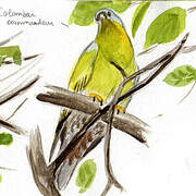 Yellow-footed Green Pigeon