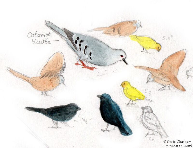 Blue Ground Dove, identification, eats