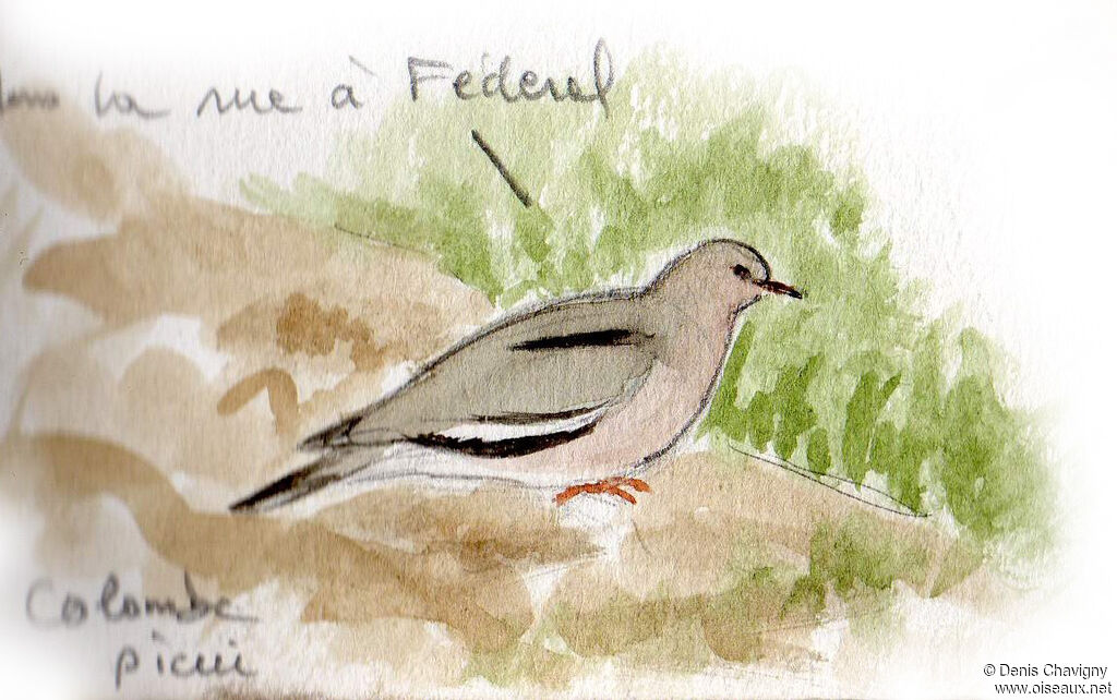 Picui Ground Dove, habitat