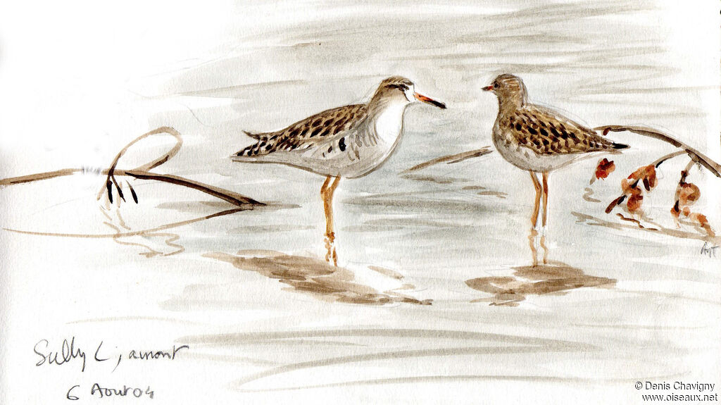 Ruff, habitat, moulting