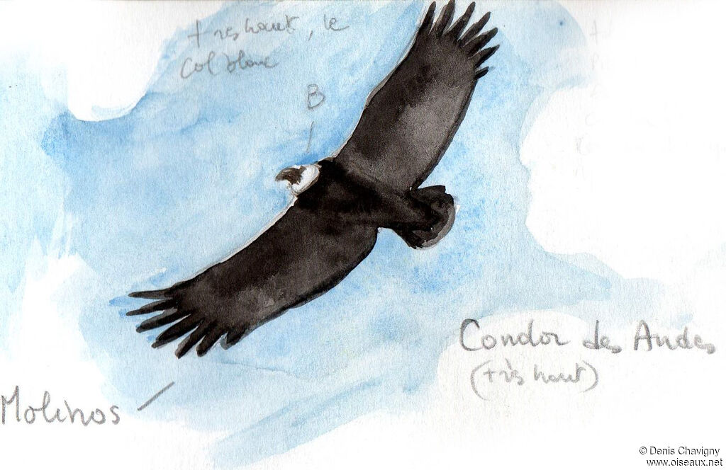 Andean Condoradult, Flight