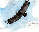 Condor des Andes