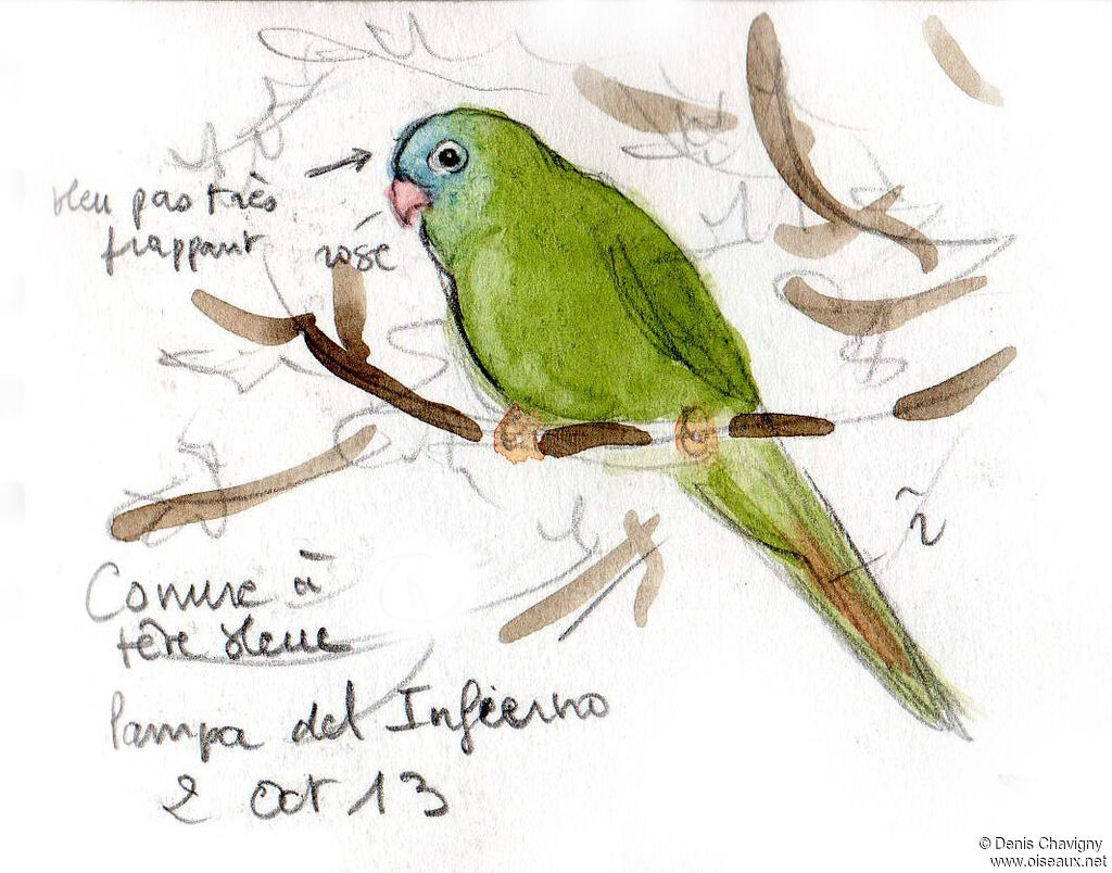 Blue-crowned Parakeet, habitat