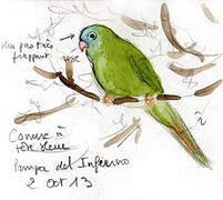 Blue-crowned Parakeet