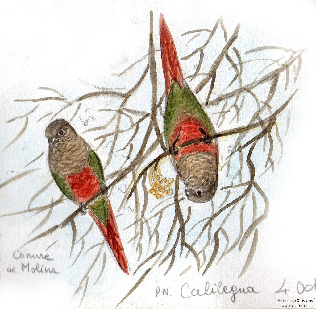 Conure de Molina, habitat, mange