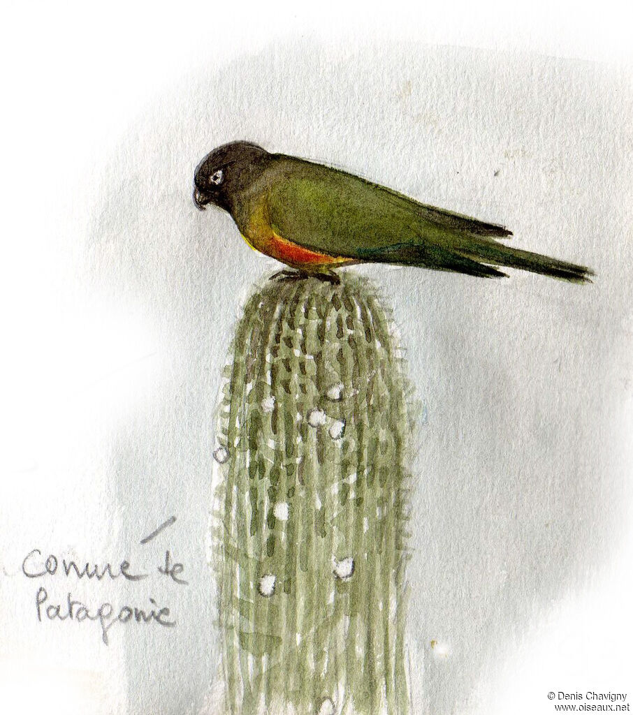 Conure de Patagonie, identification