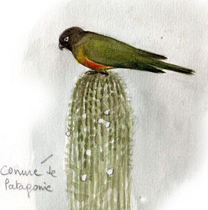 Conure de Patagonie