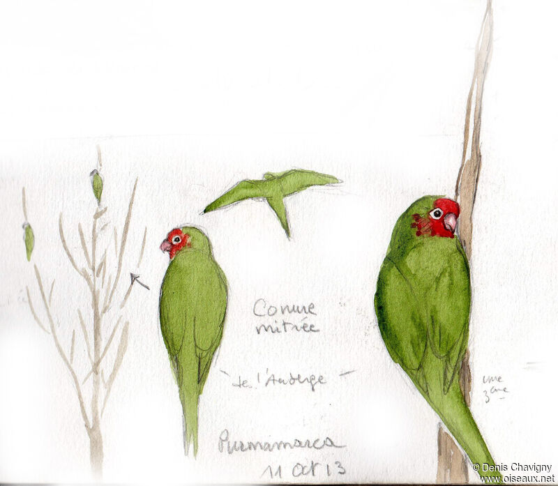 Mitred Parakeet, identification