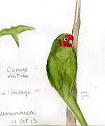 Mitred Parakeet