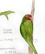 Conure mitrée