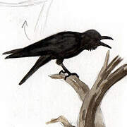 Large-billed Crow