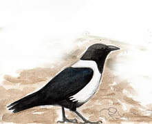 Pied Crow