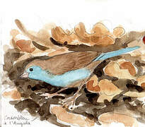 Blue Waxbill