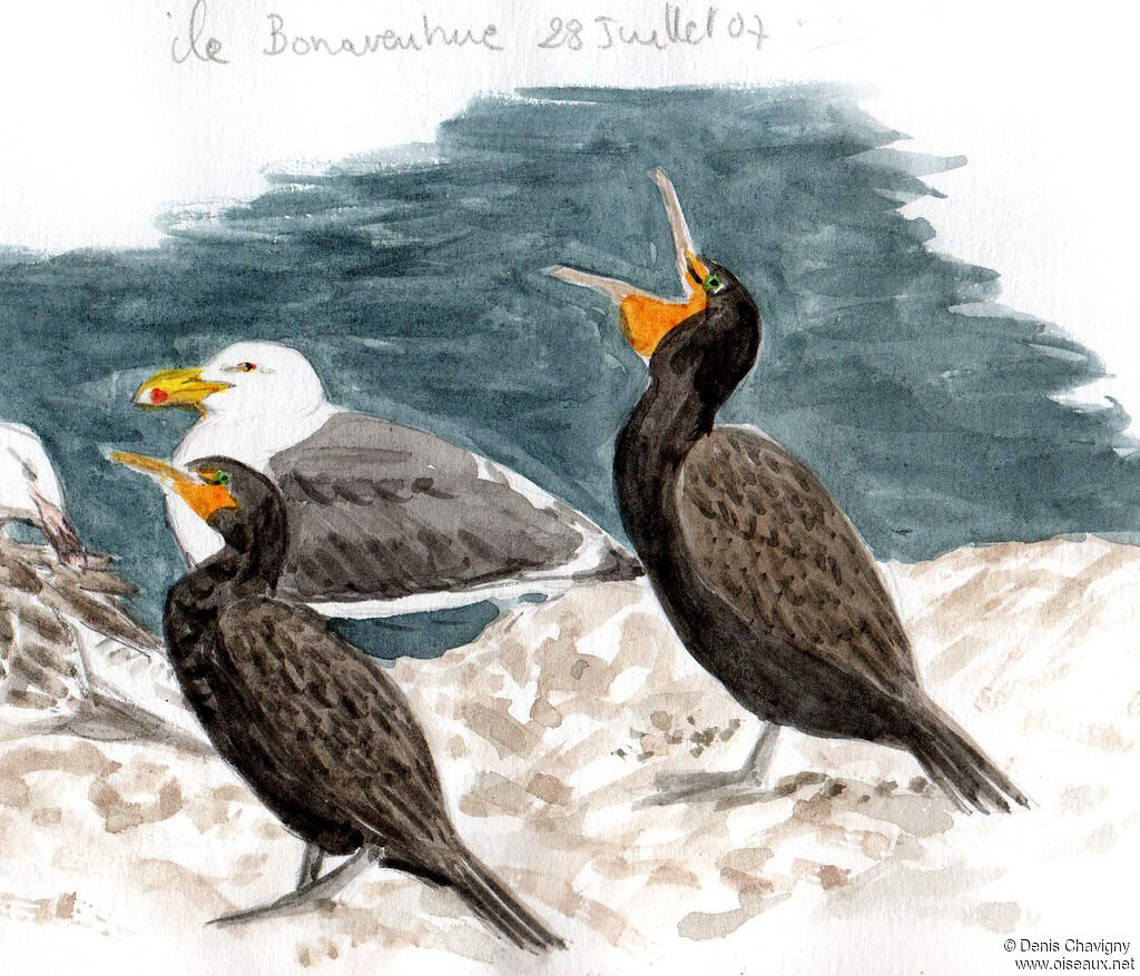 Double-crested Cormorantadult post breeding