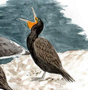 Double-crested Cormorant