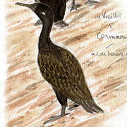 Indian Cormorant