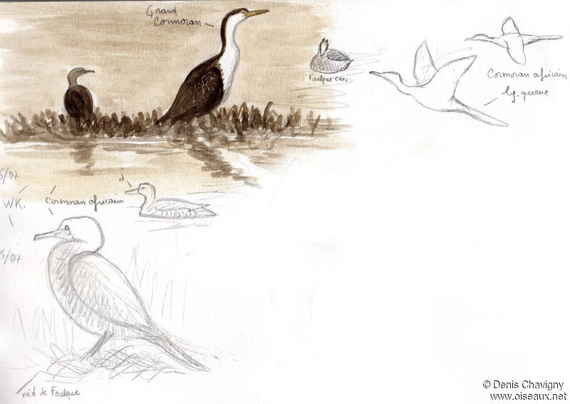 Reed Cormorant, habitat