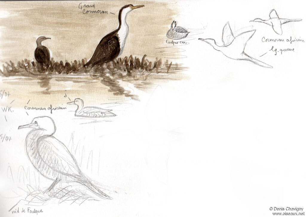 Cormoran africain, habitat