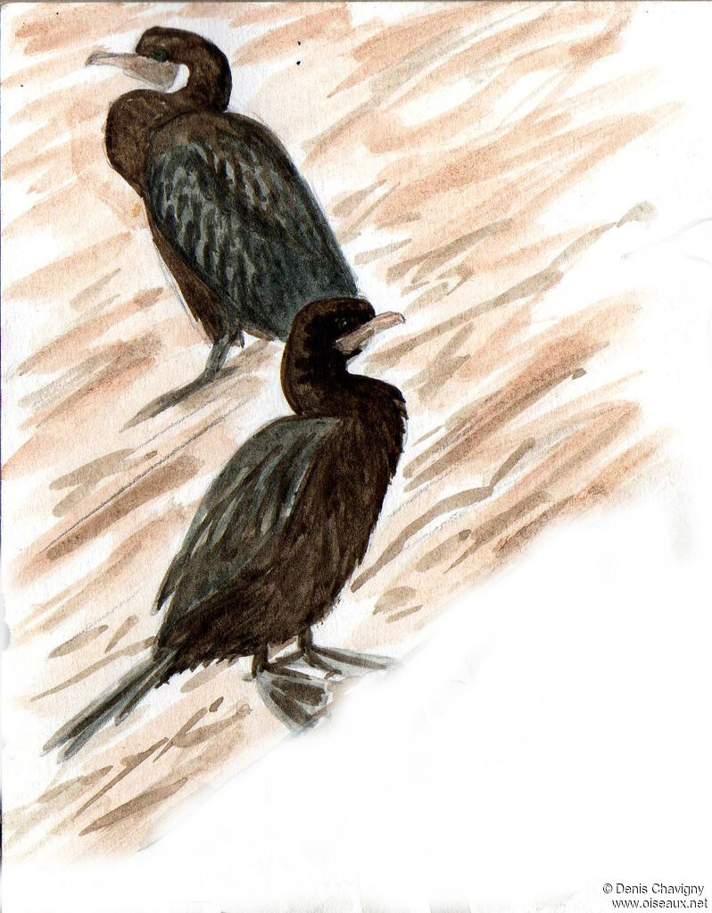 Little Cormorant, habitat