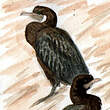 Cormoran de Vieillot