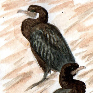 Cormoran de Vieillot